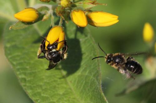 Macropis europaea